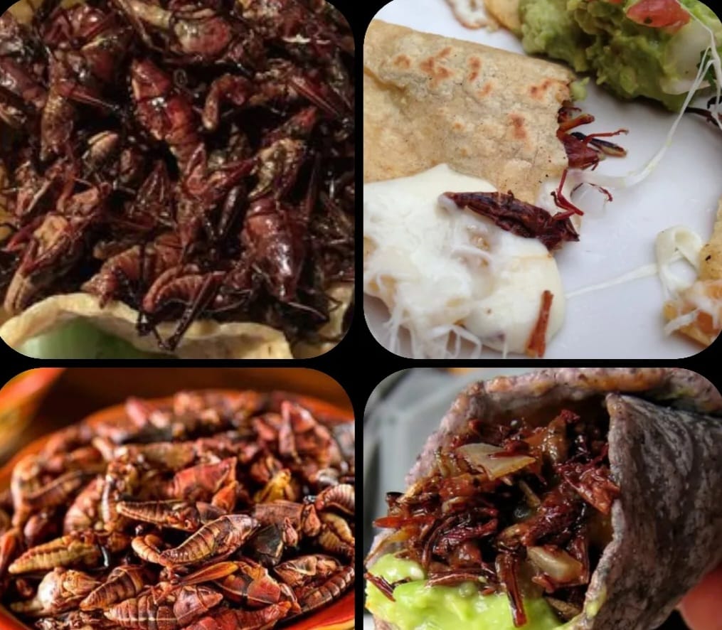 Productos de LULA Delicias de Oaxaca — foto 1
